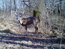 Kentucky turkey hunting, turkey hunts, ky turkey hunting, kentucky turkey hunting guide, places to hunt turkey in kentucky, where to hunt turkey in kentucky, western kentucky turkey hunts, turkey inventory, snipe creek turkey hunts, snipe creek hunting lodge turkey, kentucky turkey hunting spots