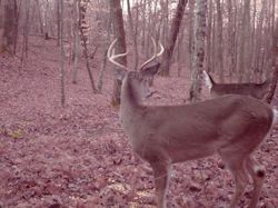 Kentucky turkey hunting, turkey hunts, ky turkey hunting, kentucky turkey hunting guide, places to hunt turkey in kentucky, where to hunt turkey in kentucky, western kentucky turkey hunts, turkey inventory, snipe creek turkey hunts, snipe creek hunting lodge turkey, kentucky turkey hunting spots
