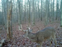 Kentucky turkey hunting, turkey hunts, ky turkey hunting, kentucky turkey hunting guide, places to hunt turkey in kentucky, where to hunt turkey in kentucky, western kentucky turkey hunts, turkey inventory, snipe creek turkey hunts, snipe creek hunting lodge turkey, kentucky turkey hunting spots