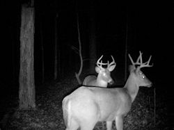 Kentucky turkey hunting, turkey hunts, ky turkey hunting, kentucky turkey hunting guide, places to hunt turkey in kentucky, where to hunt turkey in kentucky, western kentucky turkey hunts, turkey inventory, snipe creek turkey hunts, snipe creek hunting lodge turkey, kentucky turkey hunting spots