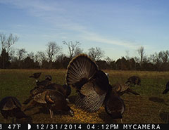 Kentucky turkey hunting, turkey hunts, ky turkey hunting, kentucky turkey hunting guide, places to hunt turkey in kentucky, where to hunt turkey in kentucky, western kentucky turkey hunts, turkey inventory, snipe creek turkey hunts, snipe creek hunting lodge turkey, kentucky turkey hunting spots