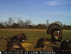 Kentucky turkey hunting, turkey hunts, ky turkey hunting, kentucky turkey hunting guide, places to hunt turkey in kentucky, where to hunt turkey in kentucky, western kentucky turkey hunts, turkey inventory, snipe creek turkey hunts, snipe creek hunting lodge turkey, kentucky turkey hunting spots