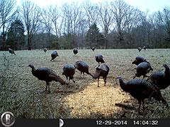 Kentucky turkey hunting, turkey hunts, ky turkey hunting, kentucky turkey hunting guide, places to hunt turkey in kentucky, where to hunt turkey in kentucky, western kentucky turkey hunts, turkey inventory, snipe creek turkey hunts, snipe creek hunting lodge turkey, kentucky turkey hunting spots