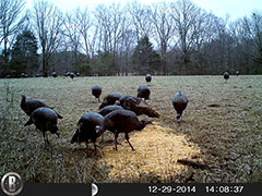 Kentucky turkey hunting, turkey hunts, ky turkey hunting, kentucky turkey hunting guide, places to hunt turkey in kentucky, where to hunt turkey in kentucky, western kentucky turkey hunts, turkey inventory, snipe creek turkey hunts, snipe creek hunting lodge turkey, kentucky turkey hunting spots