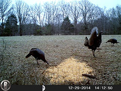 Kentucky turkey hunting, turkey hunts, ky turkey hunting, kentucky turkey hunting guide, places to hunt turkey in kentucky, where to hunt turkey in kentucky, western kentucky turkey hunts, turkey inventory, snipe creek turkey hunts, snipe creek hunting lodge turkey, kentucky turkey hunting spots