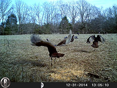 Kentucky turkey hunting, turkey hunts, ky turkey hunting, kentucky turkey hunting guide, places to hunt turkey in kentucky, where to hunt turkey in kentucky, western kentucky turkey hunts, turkey inventory, snipe creek turkey hunts, snipe creek hunting lodge turkey, kentucky turkey hunting spots