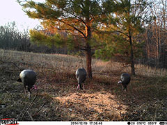 Kentucky turkey hunting, turkey hunts, ky turkey hunting, kentucky turkey hunting guide, places to hunt turkey in kentucky, where to hunt turkey in kentucky, western kentucky turkey hunts, turkey inventory, snipe creek turkey hunts, snipe creek hunting lodge turkey, kentucky turkey hunting spots
