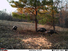 Kentucky turkey hunting, turkey hunts, ky turkey hunting, kentucky turkey hunting guide, places to hunt turkey in kentucky, where to hunt turkey in kentucky, western kentucky turkey hunts, turkey inventory, snipe creek turkey hunts, snipe creek hunting lodge turkey, kentucky turkey hunting spots