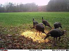Kentucky turkey hunting, turkey hunts, ky turkey hunting, kentucky turkey hunting guide, places to hunt turkey in kentucky, where to hunt turkey in kentucky, western kentucky turkey hunts, turkey inventory, snipe creek turkey hunts, snipe creek hunting lodge turkey, kentucky turkey hunting spots