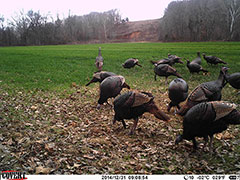 Kentucky turkey hunting, turkey hunts, ky turkey hunting, kentucky turkey hunting guide, places to hunt turkey in kentucky, where to hunt turkey in kentucky, western kentucky turkey hunts, turkey inventory, snipe creek turkey hunts, snipe creek hunting lodge turkey, kentucky turkey hunting spots