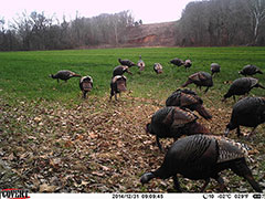 Kentucky turkey hunting, turkey hunts, ky turkey hunting, kentucky turkey hunting guide, places to hunt turkey in kentucky, where to hunt turkey in kentucky, western kentucky turkey hunts, turkey inventory, snipe creek turkey hunts, snipe creek hunting lodge turkey, kentucky turkey hunting spots