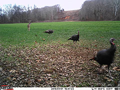 Kentucky turkey hunting, turkey hunts, ky turkey hunting, kentucky turkey hunting guide, places to hunt turkey in kentucky, where to hunt turkey in kentucky, western kentucky turkey hunts, turkey inventory, snipe creek turkey hunts, snipe creek hunting lodge turkey, kentucky turkey hunting spots