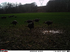 Kentucky turkey hunting, turkey hunts, ky turkey hunting, kentucky turkey hunting guide, places to hunt turkey in kentucky, where to hunt turkey in kentucky, western kentucky turkey hunts, turkey inventory, snipe creek turkey hunts, snipe creek hunting lodge turkey, kentucky turkey hunting spots