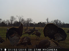 Kentucky turkey hunting, turkey hunts, ky turkey hunting, kentucky turkey hunting guide, places to hunt turkey in kentucky, where to hunt turkey in kentucky, western kentucky turkey hunts, turkey inventory, snipe creek turkey hunts, snipe creek hunting lodge turkey, kentucky turkey hunting spots