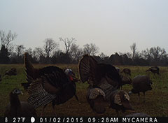 Kentucky turkey hunting, turkey hunts, ky turkey hunting, kentucky turkey hunting guide, places to hunt turkey in kentucky, where to hunt turkey in kentucky, western kentucky turkey hunts, turkey inventory, snipe creek turkey hunts, snipe creek hunting lodge turkey, kentucky turkey hunting spots