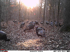 Kentucky turkey hunting, turkey hunts, ky turkey hunting, kentucky turkey hunting guide, places to hunt turkey in kentucky, where to hunt turkey in kentucky, western kentucky turkey hunts, turkey inventory, snipe creek turkey hunts, snipe creek hunting lodge turkey, kentucky turkey hunting spots