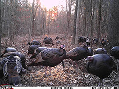 Kentucky turkey hunting, turkey hunts, ky turkey hunting, kentucky turkey hunting guide, places to hunt turkey in kentucky, where to hunt turkey in kentucky, western kentucky turkey hunts, turkey inventory, snipe creek turkey hunts, snipe creek hunting lodge turkey, kentucky turkey hunting spots