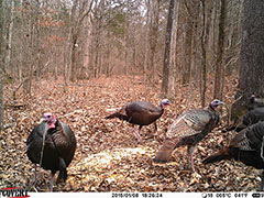 Kentucky turkey hunting, turkey hunts, ky turkey hunting, kentucky turkey hunting guide, places to hunt turkey in kentucky, where to hunt turkey in kentucky, western kentucky turkey hunts, turkey inventory, snipe creek turkey hunts, snipe creek hunting lodge turkey, kentucky turkey hunting spots