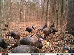 Kentucky turkey hunting, turkey hunts, ky turkey hunting, kentucky turkey hunting guide, places to hunt turkey in kentucky, where to hunt turkey in kentucky, western kentucky turkey hunts, turkey inventory, snipe creek turkey hunts, snipe creek hunting lodge turkey, kentucky turkey hunting spots