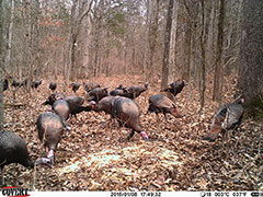 Kentucky turkey hunting, turkey hunts, ky turkey hunting, kentucky turkey hunting guide, places to hunt turkey in kentucky, where to hunt turkey in kentucky, western kentucky turkey hunts, turkey inventory, snipe creek turkey hunts, snipe creek hunting lodge turkey, kentucky turkey hunting spots
