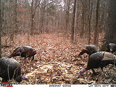 Kentucky turkey hunting, turkey hunts, ky turkey hunting, kentucky turkey hunting guide, places to hunt turkey in kentucky, where to hunt turkey in kentucky, western kentucky turkey hunts, turkey inventory, snipe creek turkey hunts, snipe creek hunting lodge turkey, kentucky turkey hunting spots