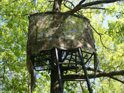 Kentucky deer hunting, western kentucky deer hunting, deer hunting, hunting, archery, Whitetail deer hunting, west ky whitetail hunting, kentucky whitetail outfitters, boone & crocket, food plots, deer food plots, chickory plots, lodging