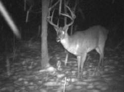 Kentucky deer hunting, western kentucky deer hunting, deer hunting, hunting, archery, Whitetail deer hunting, west ky whitetail hunting, kentucky whitetail outfitters, boone & crocket, food plots, deer food plots, chickory plots, lodging