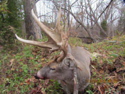 Kentucky deer hunting, western kentucky deer hunting, deer hunting, hunting, archery, Whitetail deer hunting, west ky whitetail hunting, kentucky whitetail outfitters, boone & crocket, food plots, deer food plots, chickory plots, lodging