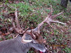 Kentucky deer hunting, western kentucky deer hunting, deer hunting, hunting, archery, Whitetail deer hunting, west ky whitetail hunting, kentucky whitetail outfitters, boone & crocket, food plots, deer food plots, chickory plots, lodging