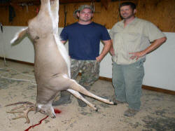 Kentucky deer hunting, western kentucky deer hunting, deer hunting, hunting, archery, Whitetail deer hunting, west ky whitetail hunting, kentucky whitetail outfitters, boone & crocket, food plots, deer food plots, chickory plots, lodging