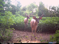 Kentucky deer hunting, western kentucky deer hunting, deer hunting, hunting, archery, Whitetail deer hunting, west ky whitetail hunting, kentucky whitetail outfitters, boone & crocket