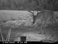 Kentucky deer hunting, western kentucky deer hunting, deer hunting, hunting, archery, Whitetail deer hunting, west ky whitetail hunting, kentucky whitetail outfitters, boone & crocket
