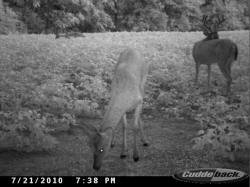 Kentucky deer hunting, western kentucky deer hunting, deer hunting, hunting, archery, Whitetail deer hunting, west ky whitetail hunting, kentucky whitetail outfitters, boone & crocket