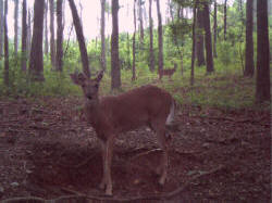 Kentucky deer hunting, western kentucky deer hunting, deer hunting, hunting, archery, Whitetail deer hunting, west ky whitetail hunting, kentucky whitetail outfitters, boone & crocket