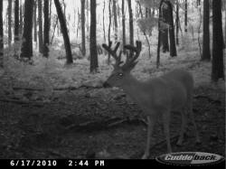 Kentucky deer hunting, western kentucky deer hunting, deer hunting, hunting, archery, Whitetail deer hunting, west ky whitetail hunting, kentucky whitetail outfitters, boone & crocket