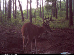 Kentucky deer hunting, western kentucky deer hunting, deer hunting, hunting, archery, Whitetail deer hunting, west ky whitetail hunting, kentucky whitetail outfitters, boone & crocket