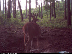 Kentucky deer hunting, western kentucky deer hunting, deer hunting, hunting, archery, Whitetail deer hunting, west ky whitetail hunting, kentucky whitetail outfitters, boone & crocket