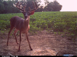 Kentucky deer hunting, western kentucky deer hunting, deer hunting, hunting, archery, Whitetail deer hunting, west ky whitetail hunting, kentucky whitetail outfitters, boone & crocket