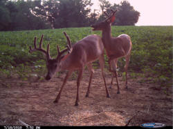 Kentucky deer hunting, western kentucky deer hunting, deer hunting, hunting, archery, Whitetail deer hunting, west ky whitetail hunting, kentucky whitetail outfitters, boone & crocket