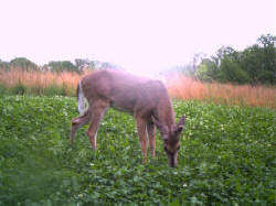 Kentucky deer hunting, western kentucky deer hunting, deer hunting, hunting, archery, Whitetail deer hunting, west ky whitetail hunting, kentucky whitetail outfitters, boone & crocket