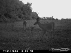 Kentucky deer hunting, western kentucky deer hunting, deer hunting, hunting, archery, Whitetail deer hunting, west ky whitetail hunting, kentucky whitetail outfitters, boone & crocket