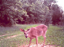 Kentucky deer hunting, western kentucky deer hunting, deer hunting, hunting, archery, Whitetail deer hunting, west ky whitetail hunting, kentucky whitetail outfitters, boone & crocket