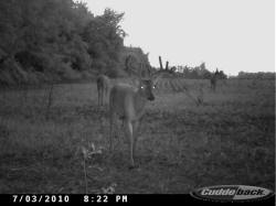Kentucky deer hunting, western kentucky deer hunting, deer hunting, hunting, archery, Whitetail deer hunting, west ky whitetail hunting, kentucky whitetail outfitters, boone & crocket