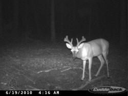 Kentucky deer hunting, western kentucky deer hunting, deer hunting, hunting, archery, Whitetail deer hunting, west ky whitetail hunting, kentucky whitetail outfitters, boone & crocket