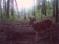 Kentucky deer hunting, western kentucky deer hunting, deer hunting, hunting, archery, Whitetail deer hunting, west ky whitetail hunting, kentucky whitetail outfitters, boone & crocket