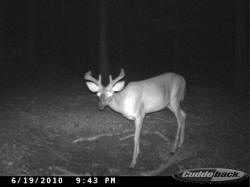Kentucky deer hunting, western kentucky deer hunting, deer hunting, hunting, archery, Whitetail deer hunting, west ky whitetail hunting, kentucky whitetail outfitters, boone & crocket