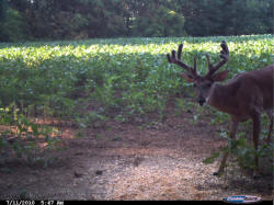 Kentucky deer hunting, western kentucky deer hunting, deer hunting, hunting, archery, Whitetail deer hunting, west ky whitetail hunting, kentucky whitetail outfitters, boone & crocket