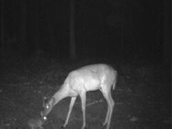 Kentucky deer hunting, western kentucky deer hunting, deer hunting, hunting, archery, Whitetail deer hunting, west ky whitetail hunting, kentucky whitetail outfitters, boone & crocket