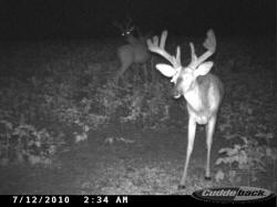 Kentucky deer hunting, western kentucky deer hunting, deer hunting, hunting, archery, Whitetail deer hunting, west ky whitetail hunting, kentucky whitetail outfitters, boone & crocket