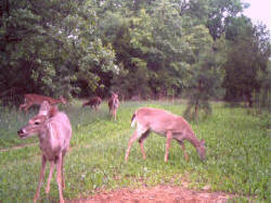 Kentucky deer hunting, western kentucky deer hunting, deer hunting, hunting, archery, Whitetail deer hunting, west ky whitetail hunting, kentucky whitetail outfitters, boone & crocket